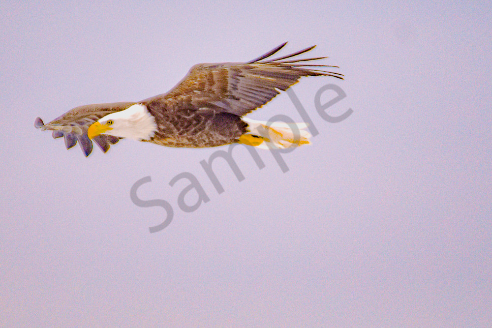 Eagles 15 4 Photography Art | Photos By Regan