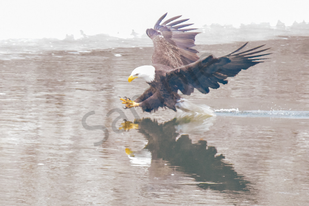 Eagles 26 3 Photography Art | Photos By Regan