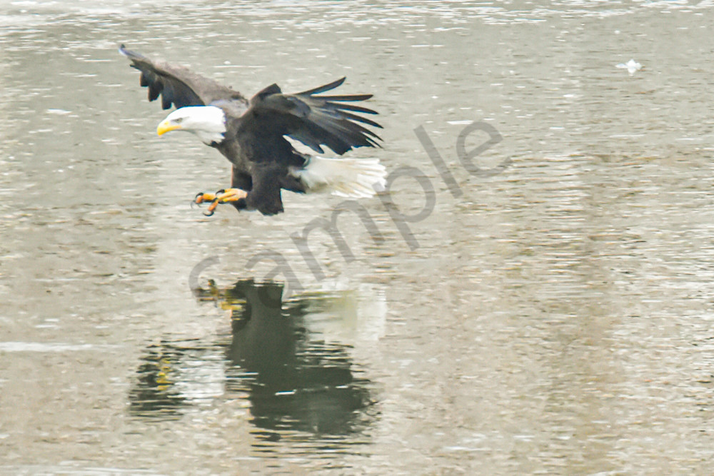 Eagles 30 3 Photography Art | Photos By Regan