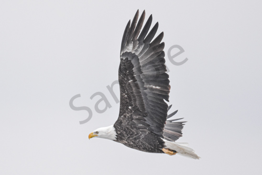 Eagles 17 4 Photography Art | Photos By Regan