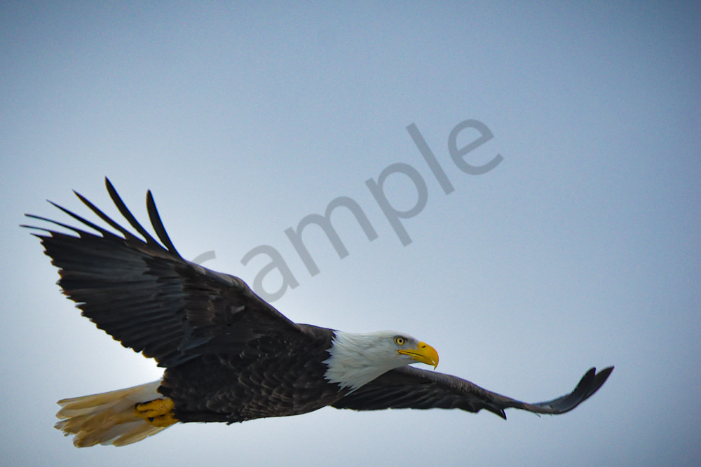 Eagles 3 5 Photography Art | Photos By Regan
