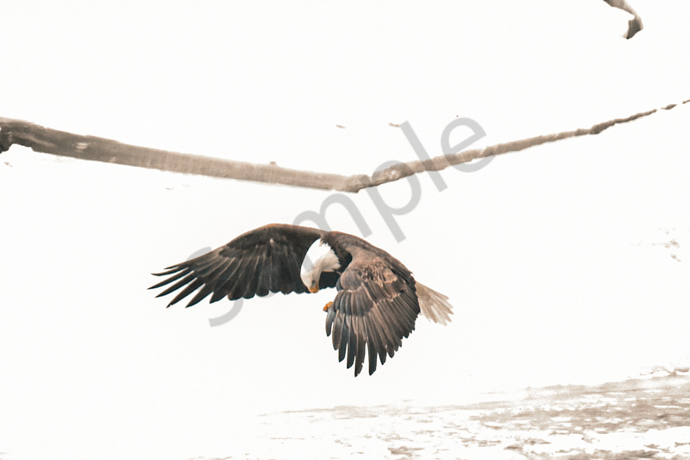 Eagles 34 3 Photography Art | Photos By Regan