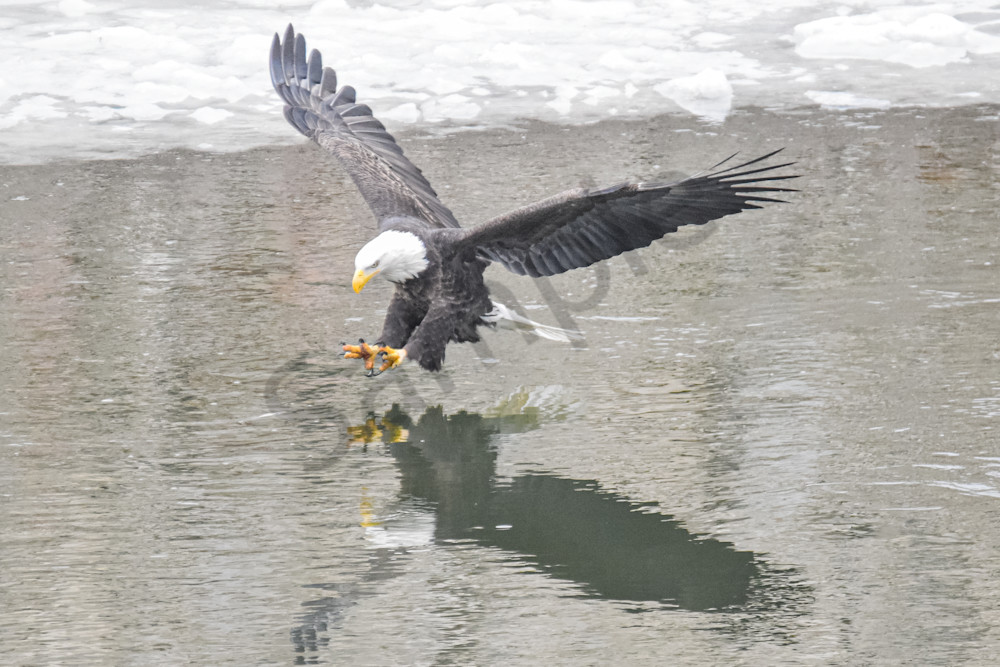 Eagles 41 3 Photography Art | Photos By Regan