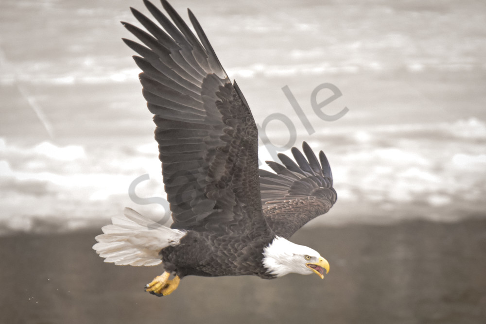 Eagles 50 3 Photography Art | Photos By Regan