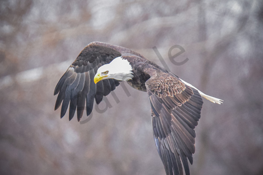Eagles 53 3 Photography Art | Photos By Regan