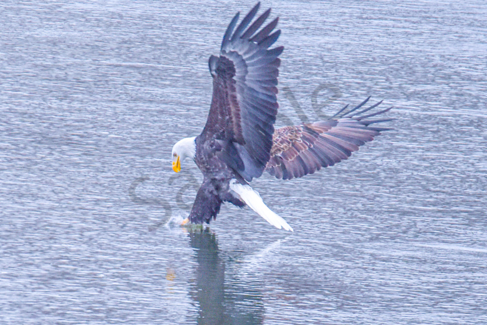 Eagles 30 2 Photography Art | Photos By Regan