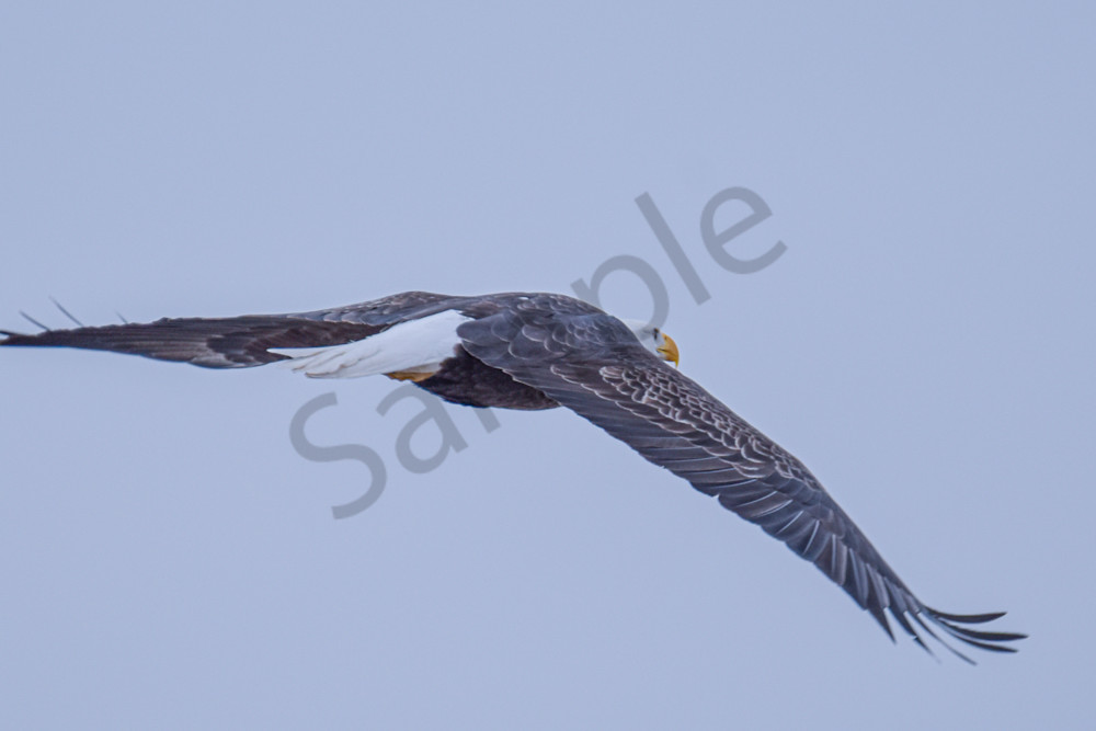 Eagles 10 3 Photography Art | Photos By Regan