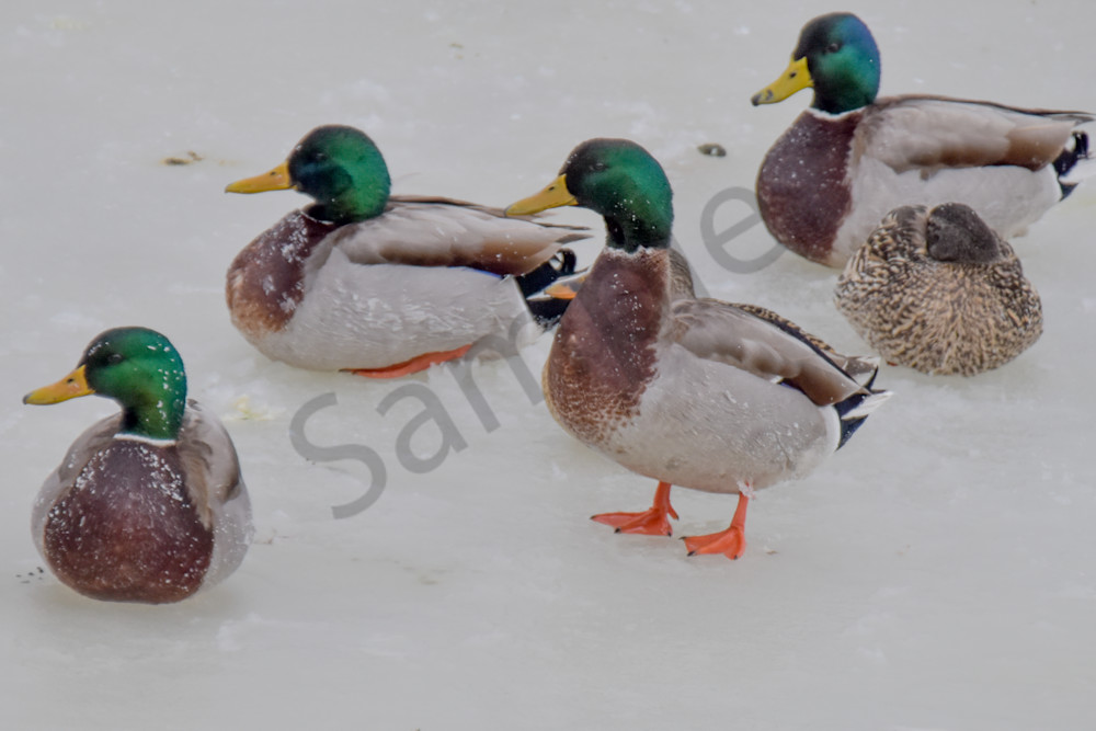 Eagles 17 2 Photography Art | Photos By Regan