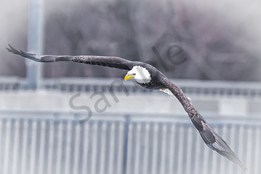 Eagles 37 2 Photography Art | Photos By Regan