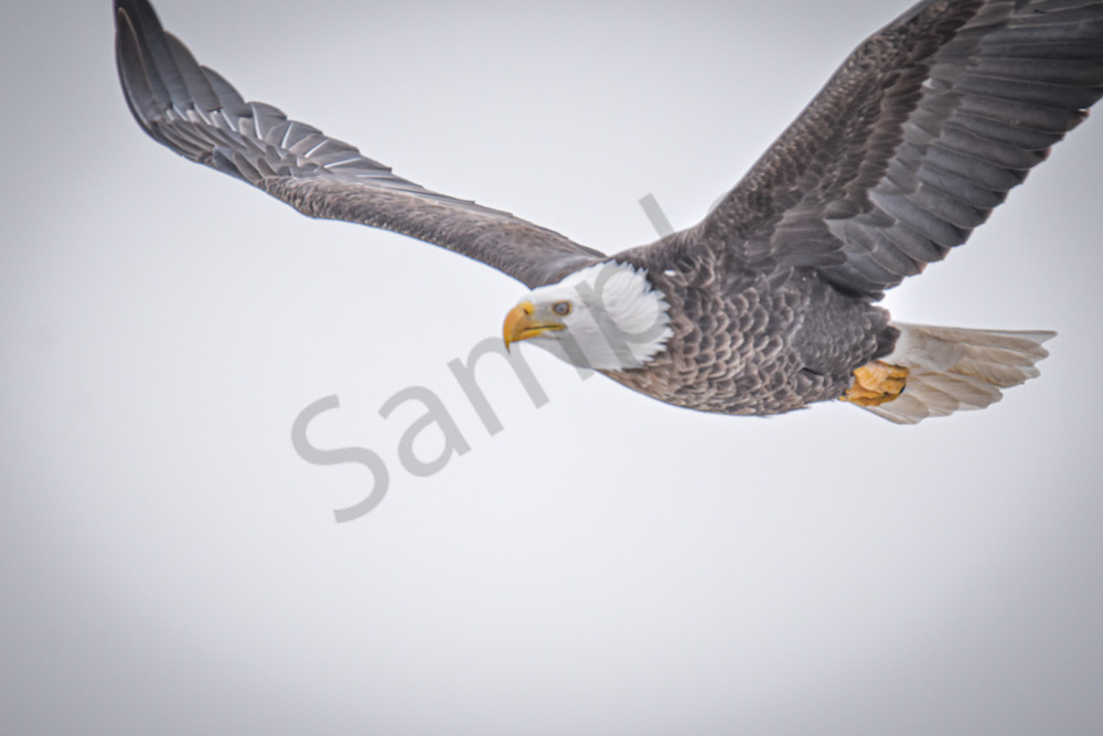 Eagles 58 Photography Art | Photos By Regan