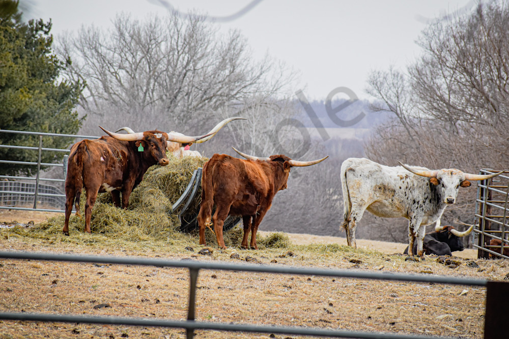 Farmhouses 2 Photography Art | Photos By Regan