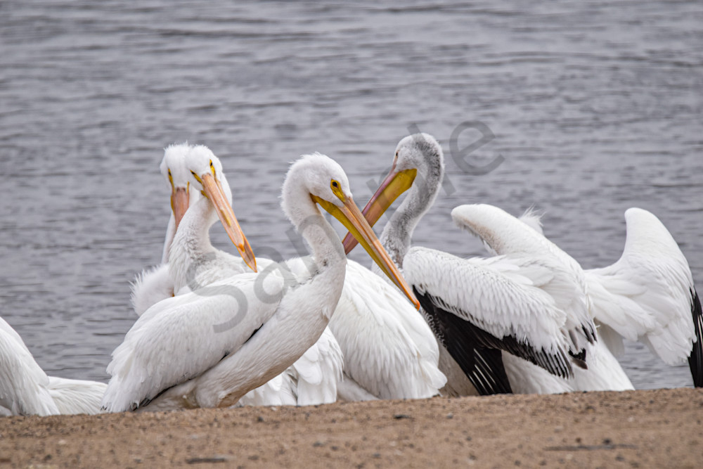 Birds 31 Photography Art | Photos By Regan