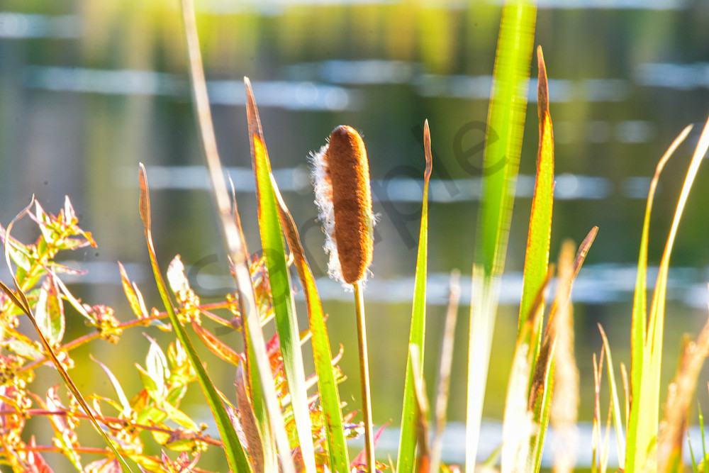 August 2025 65 Photography Art | Photos By Regan