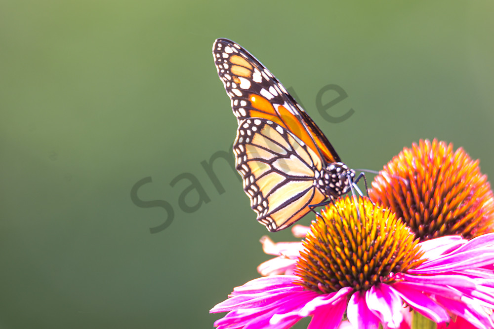 August 2025 918 Photography Art | Photos By Regan