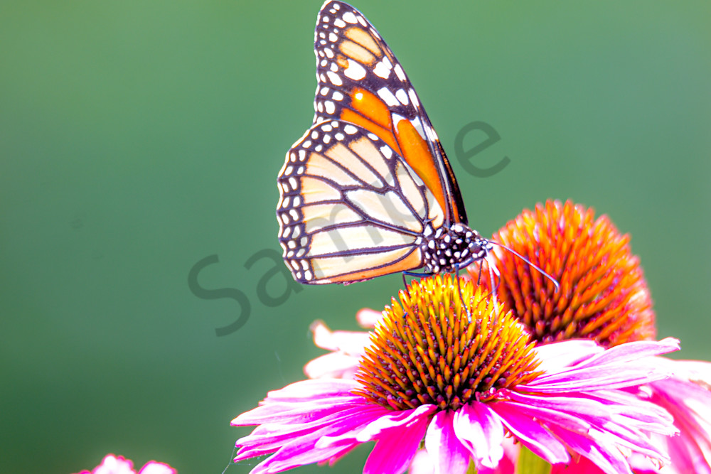 August 2025 975 Photography Art | Photos By Regan