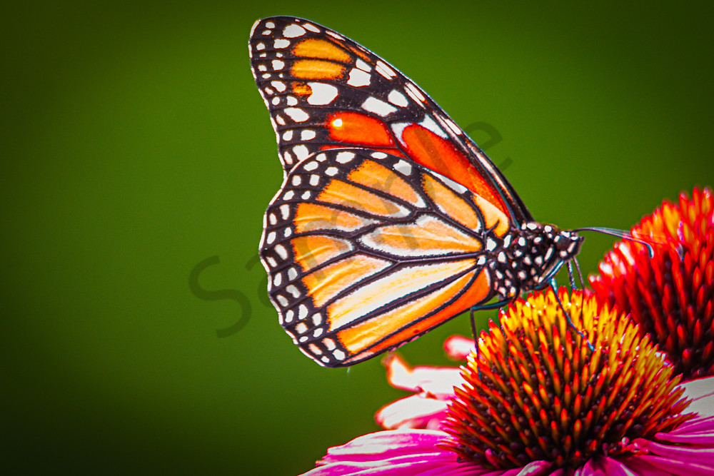 August 2025 977 Photography Art | Photos By Regan