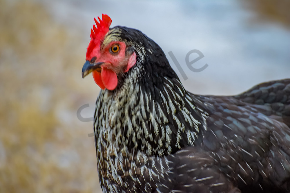 August 2025 523 Photography Art | Photos By Regan