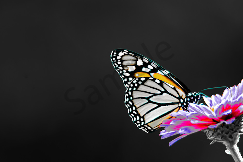 August 2025 986 Photography Art | Photos By Regan