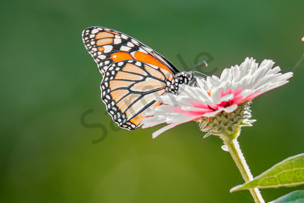 August 2025 956 Photography Art | Photos By Regan