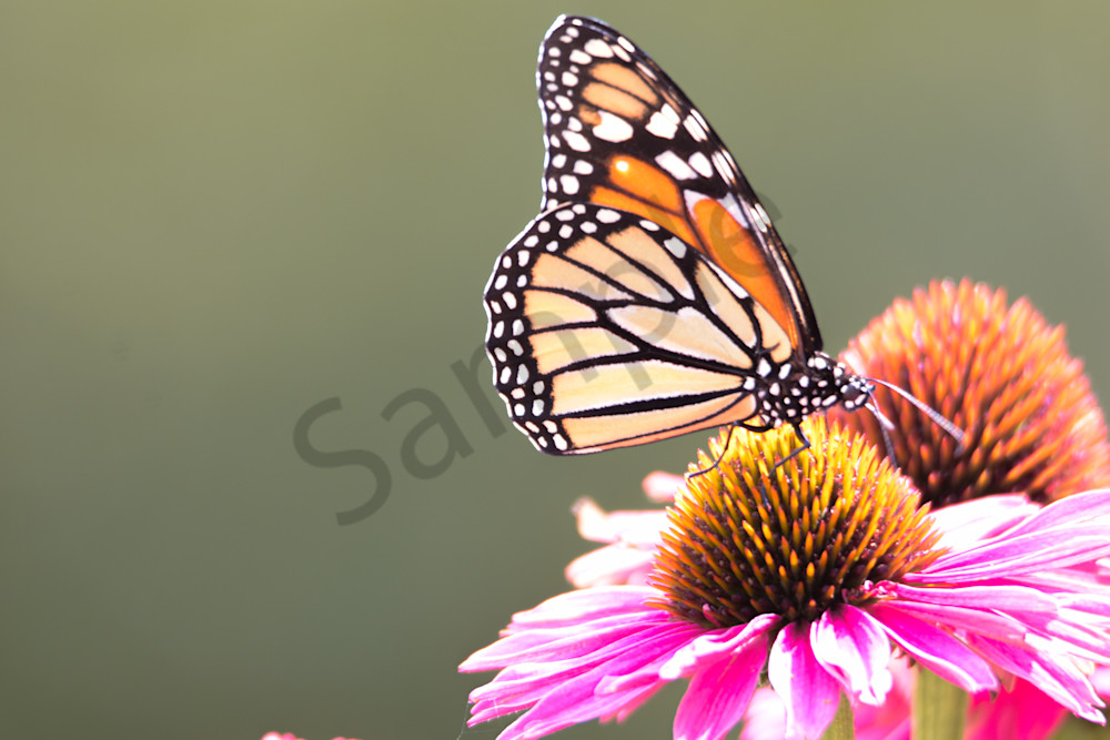 August 2025 915 Photography Art | Photos By Regan