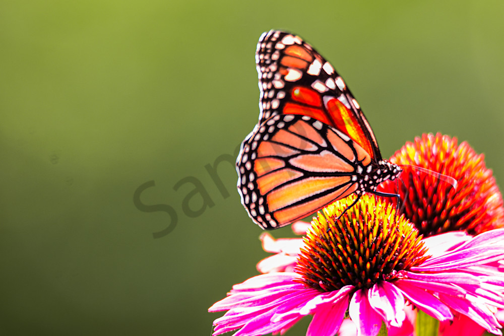 August 2025 914 Photography Art | Photos By Regan