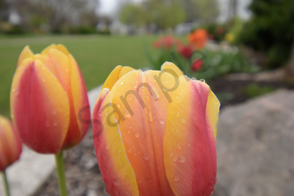 April 2025 105 Photography Art | Photos By Regan