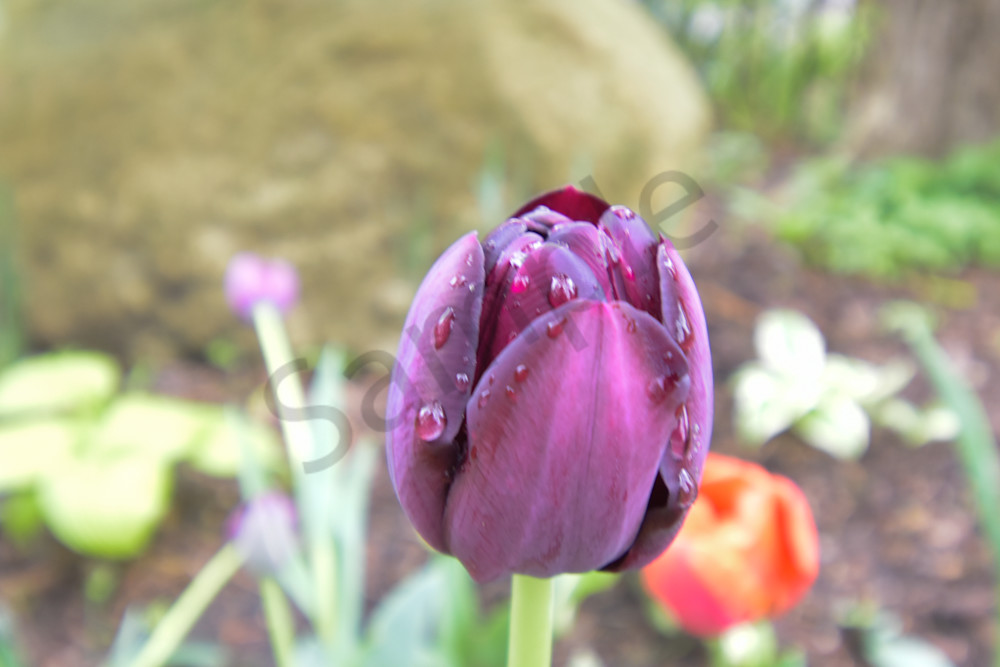 April 2025 124 Photography Art | Photos By Regan