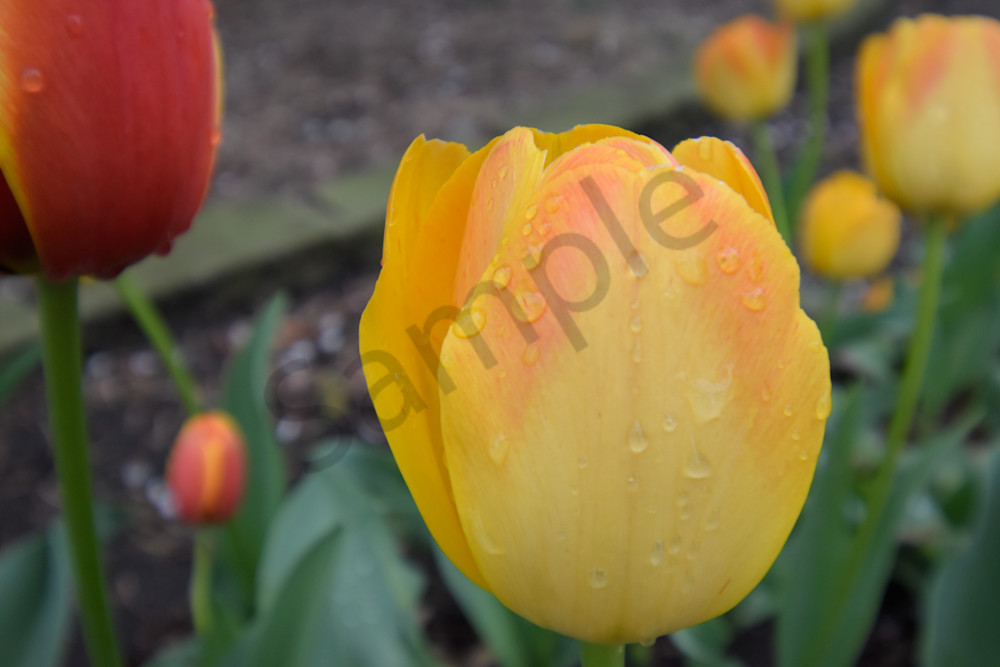 April 2025 15 Photography Art | Photos By Regan