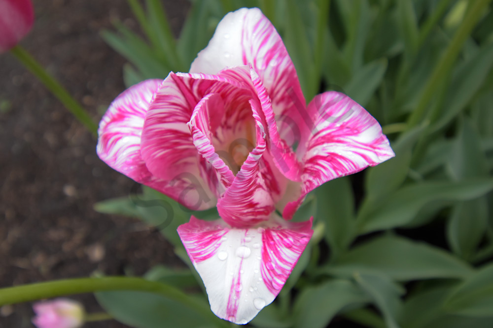 April 2025 176 Photography Art | Photos By Regan