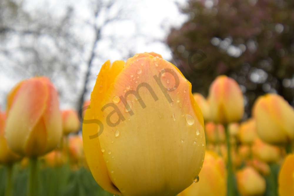 April 2025 210 Photography Art | Photos By Regan