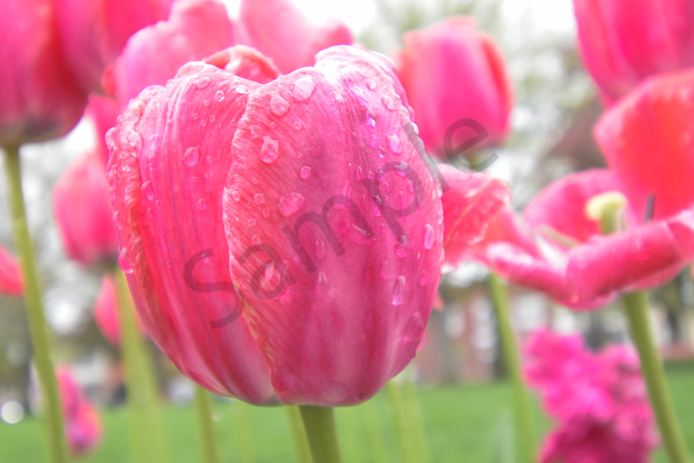 April 2025 258 Photography Art | Photos By Regan