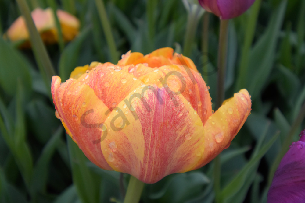 April 2025 276 Photography Art | Photos By Regan