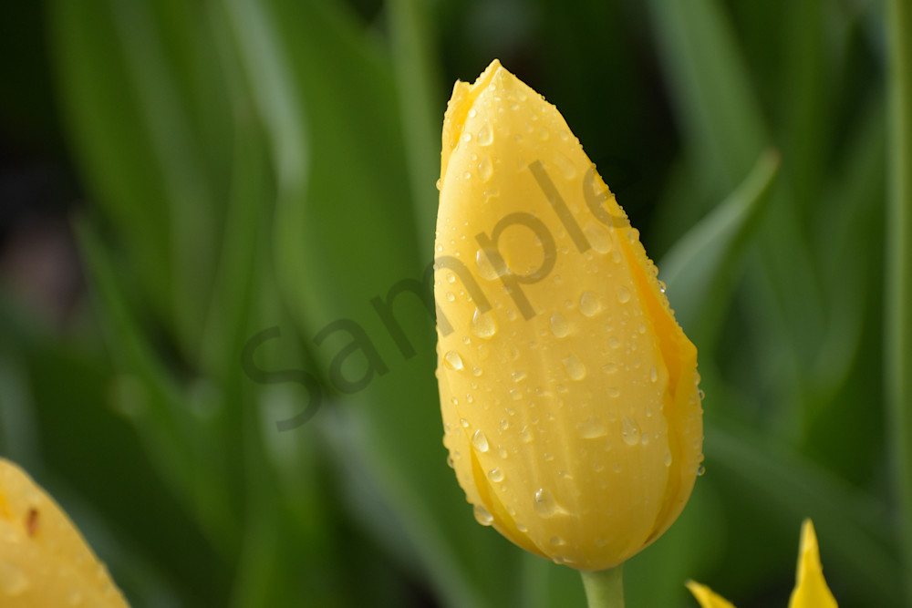 April 2025 309 Photography Art | Photos By Regan