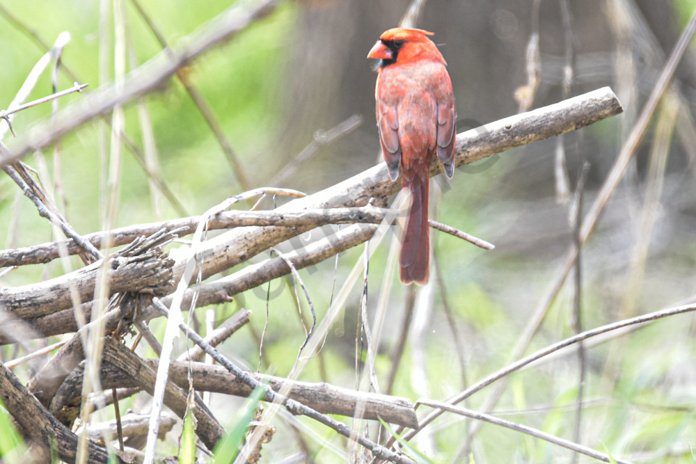 April 2025 401 Photography Art | Photos By Regan