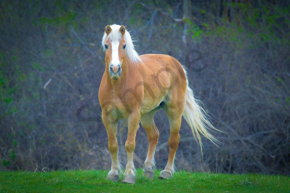 April 2025 443 Photography Art | Photos By Regan