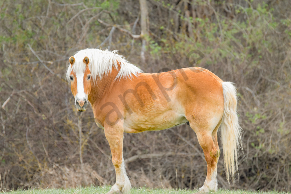 April 2025 447 Photography Art | Photos By Regan