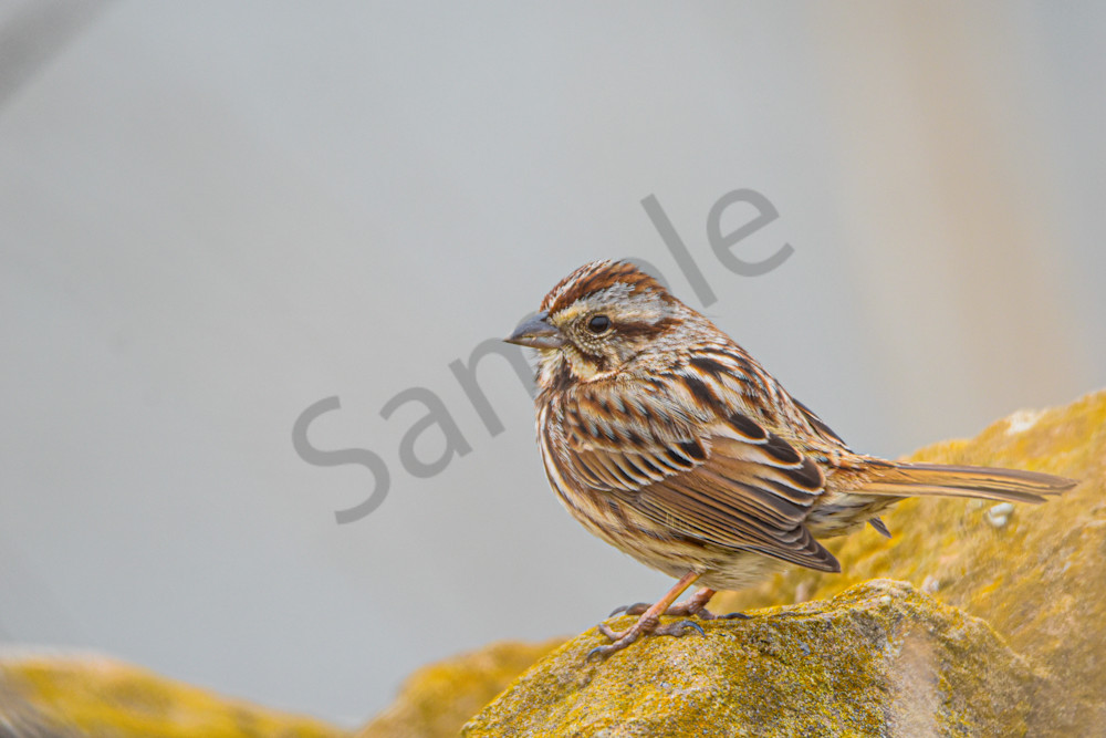 April 2025 681 Photography Art | Photos By Regan