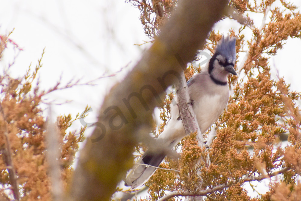 December 2025 146 Photography Art | Photos By Regan