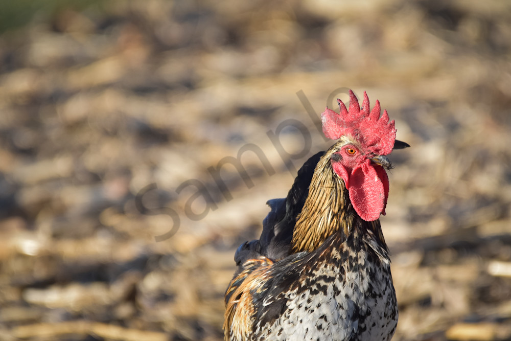 December 2025 179 Photography Art | Photos By Regan