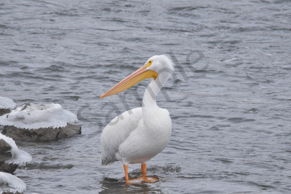 December 2025 823 Photography Art | Photos By Regan