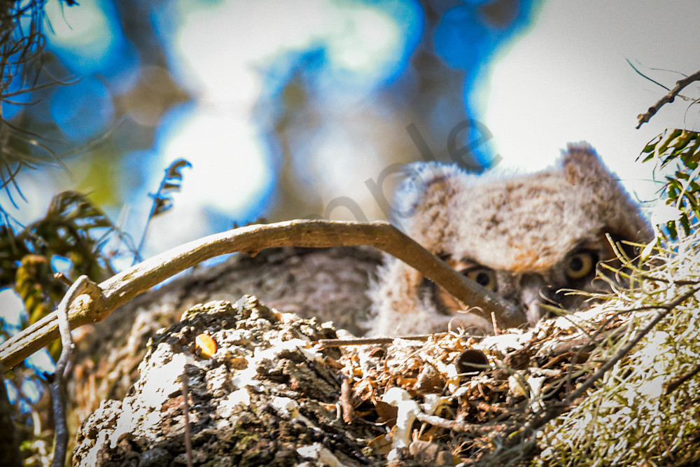 February 2025 55 Photography Art | Photos By Regan