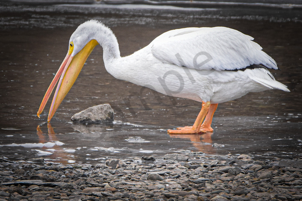 February 2025 274 Photography Art | Photos By Regan