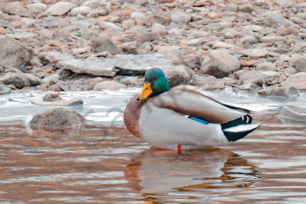 February 2025 262 Photography Art | Photos By Regan