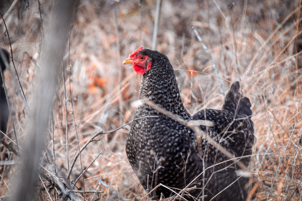 February 2025 289 Photography Art | Photos By Regan