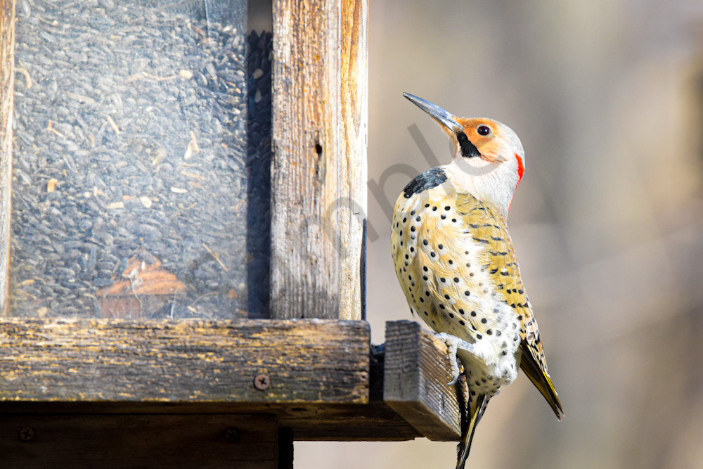 January 2025 65 Photography Art | Photos By Regan