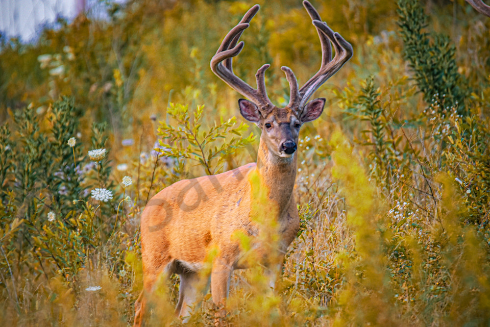 July 2025 11 Photography Art | Photos By Regan