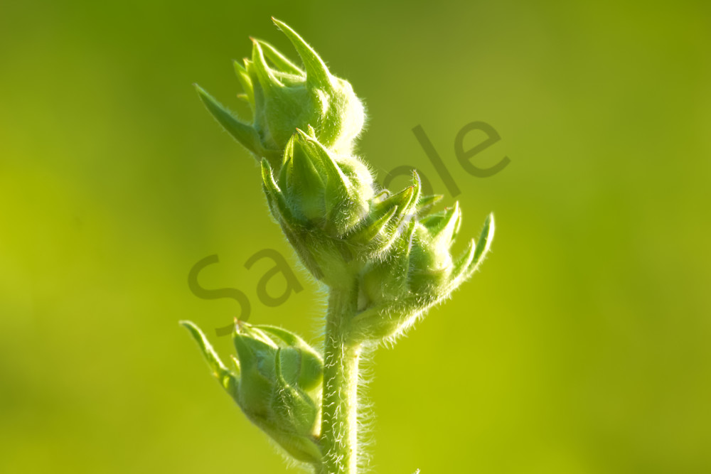 June 2025 86 Photography Art | Photos By Regan