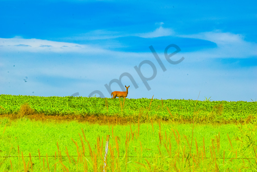 June 2025 2 Photography Art | Photos By Regan