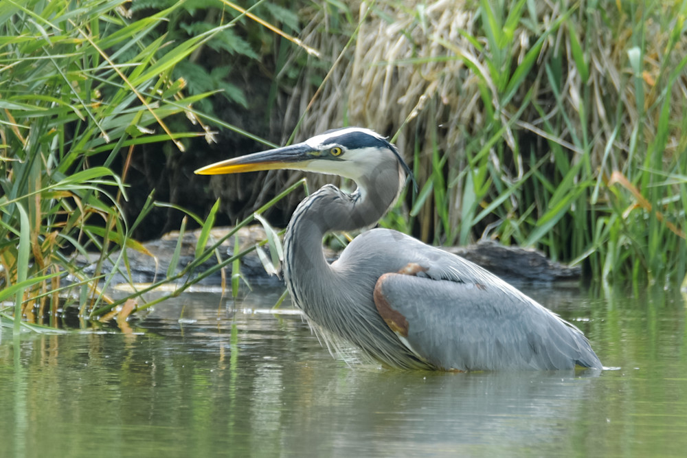 June 2025 118 Photography Art | Photos By Regan