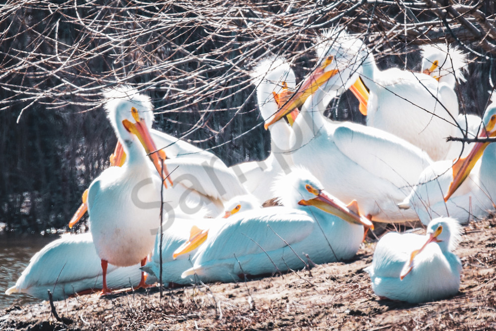 March 2025 109 Photography Art | Photos By Regan